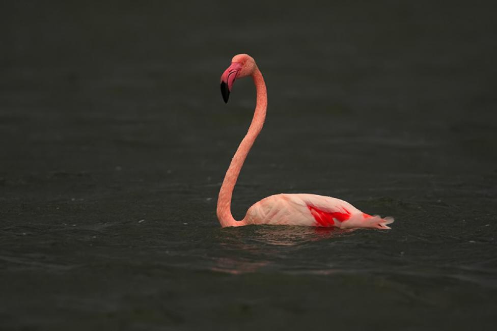 Flamenco común (Phoenicopterus roseus)